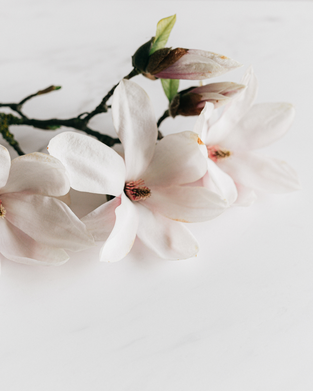 Securing Your Legacy: A Guide to Final Expense Insurance for Seniors